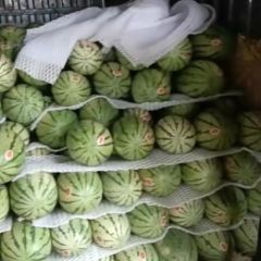 西瓜产区，头茬西瓜大量上市量大从优