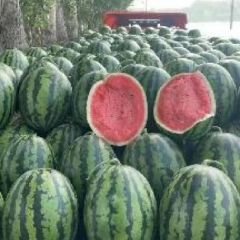 吉林白城陆地地雷西瓜大量上市 直根西瓜无嫁接 甜度嘎甜 全国发货欢迎
