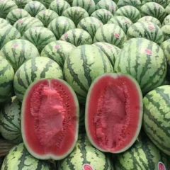 金城5号/内蒙西瓜代办/通辽西瓜代办/13948547929