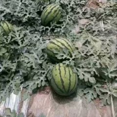 赤峰地区西瓜代办