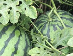 美都西瓜，自己种植了几百亩，可以按需供应，无中间