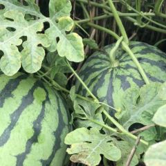 美都西瓜，自己种植了几百亩，可以按需供应，无中间