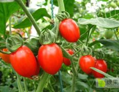 连云港市西红柿，番茄智能化基地，海边有机种植，全年供应！