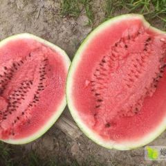 吉林地雷西瓜上市了