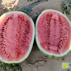 内蒙赤峰沙漠西瓜大量上市