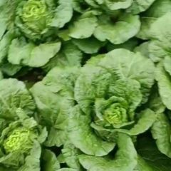高山白菜，品质信赖