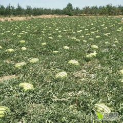 宁夏中卫沙漠瓜上市了