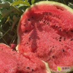 [吉林白城西瓜行情官] 白城西瓜大量有货 精品货 价格美丽量