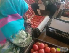 硬粉大西红柿，品质保证，产地直发！