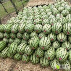 宁夏硒砂瓜大量上市中