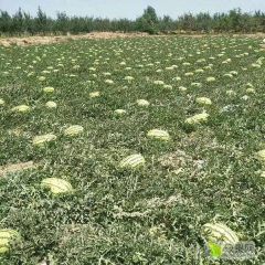 宁夏石头缝的硒砂瓜纯绿色食品