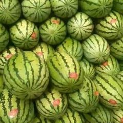 正宗石头地里瓜