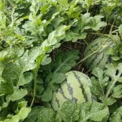 有籽露地麒麟瓜，开园在即