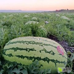 大美宁夏硒砂瓜大量供应