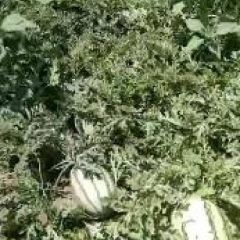 鄂托克前旗沙漠地西瓜大量上市