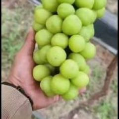 自己种植自产自销