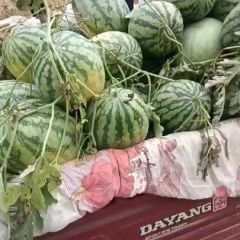 夏邑县郭庄直生苗冠龙西瓜基地