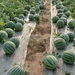 山西美都麒麟无籽西瓜