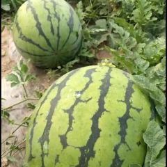 吉林省万亩西瓜大量上市