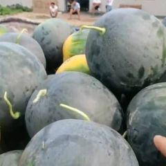 直根苗的黑皮无籽西瓜便宜了，物美价廉！口感爽甜