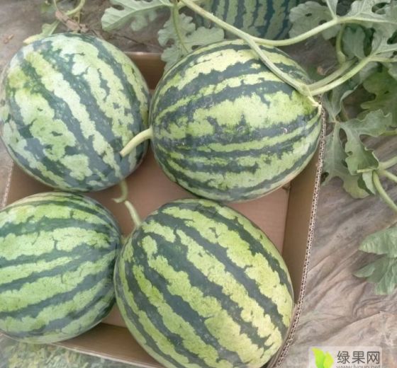 双红金武价格