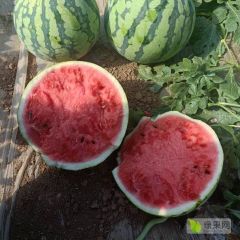 甘肃平凉大棚无籽美都，皮薄大红瓤，价格美丽