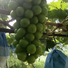 河南开封产地直发阳光玫瑰精品葡萄