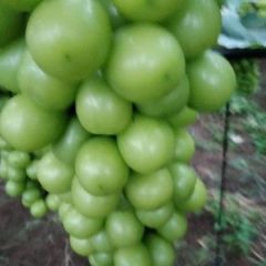 有机葡萄熟了，包你满意。