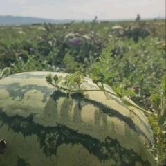 宁夏中卫硒砂瓜大量上市