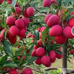 14万鸡心果大量上市，甜脆爆棚