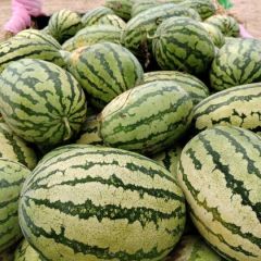 金城五号西瓜大量供货