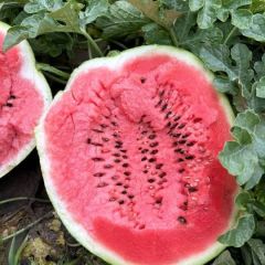 孙二西瓜代发团队