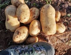 武川土豆大量供应品种齐全