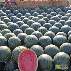 吉林 地雷西瓜 甜王西瓜