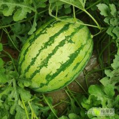 大量硒砂瓜便宜出售皮毛亮，个头均匀口感甜，