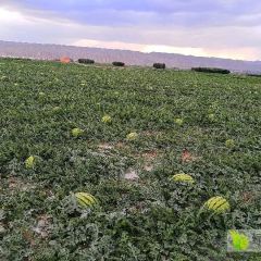 热烈欢迎老板联系我