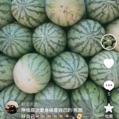 扶沟西瓜 河南西瓜 西瓜便宜了 西瓜产地