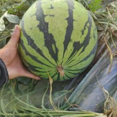 无籽美都大量供应