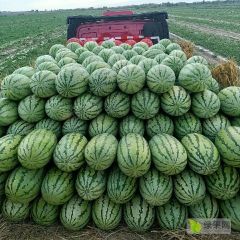 甜如蜜糖的西瓜，新疆瓜