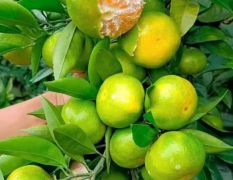 云南蜜橘大量上市，对接电商 社团 市场 商超，产地直供，农户一手货批