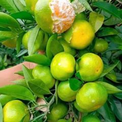 云南蜜橘大量上市,对接电商 社团 市场 商超,产地直供,农户一手货批