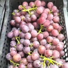 河北邢台柏乡县巨峰葡萄大量上市