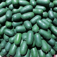 兰陵县精品水果冬瓜大量上市，产地直发物流全国