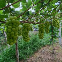 阳光玫瑰，提中精品