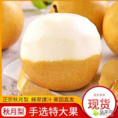 山东秋月梨 一件代发