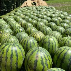 东北大地雷。精品庆红999