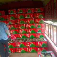 甘肃会宁美都大量上市