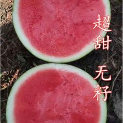 内蒙古精品花无籽，电商货，市场货