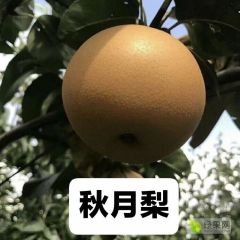 山东秋月梨产地代办代收