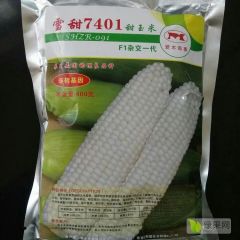 水果玉米种子雪甜7401